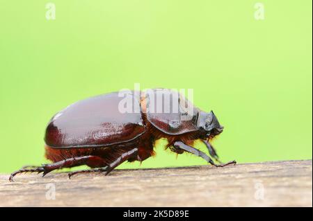 Rhinoceros Beetle (Oryctes nasicornis), femmina, Renania settentrionale-Vestfalia, Germania Foto Stock