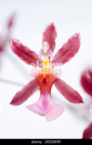 Orchidea profumata (Oncidium Kathrin Zoch), fiore, pianta ornamentale Foto Stock