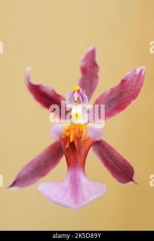 Orchidea profumata (Oncidium Kathrin Zoch), fiore, pianta ornamentale Foto Stock