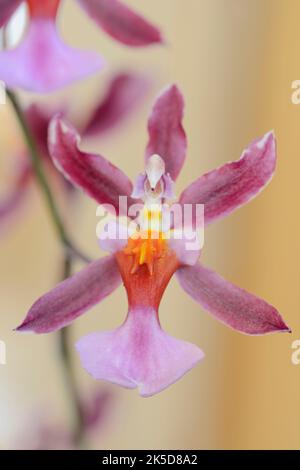 Orchidea profumata (Oncidium Kathrin Zoch), fiore, pianta ornamentale Foto Stock