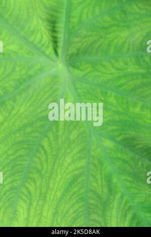 Taro o radice di pane d'acqua (colocasia esculenta), pianta di raccolto, dettaglio di foglia. Foto Stock