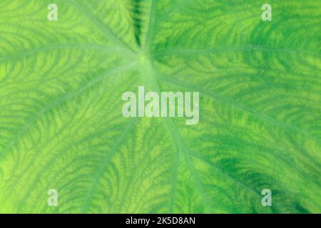 Taro o radice di pane d'acqua (colocasia esculenta), pianta di raccolto, dettaglio di foglia. Foto Stock