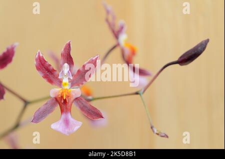 Orchidea profumata (Oncidium Kathrin Zoch), fiori, piante ornamentali Foto Stock