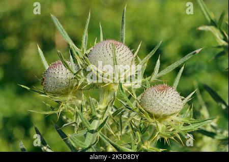 Cardo di lana (Cirsium eriophorum), teste di fiori, Baviera, Germania Foto Stock