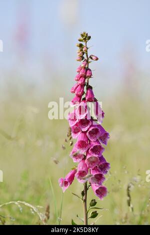 Guanti di volpe rossi (Digitalis purpurea), Renania settentrionale-Vestfalia, Germania Foto Stock