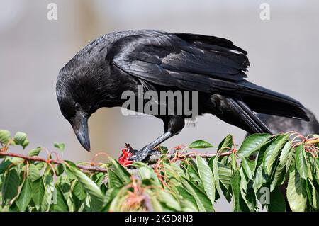 Corvo di Raven (Corvus corone) in un ciliegio, Renania settentrionale-Vestfalia, Germania Foto Stock