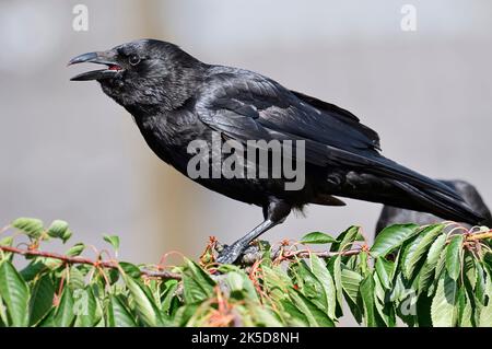 Corvo di Raven (Corvus corone) in un ciliegio, Renania settentrionale-Vestfalia, Germania Foto Stock