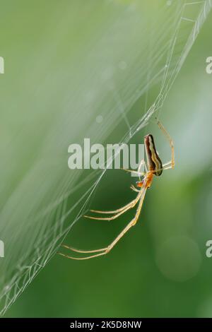 Comune ragno barella (Tetragnatha extensa) in rete, Nord Reno-Westfalia, Germania Foto Stock