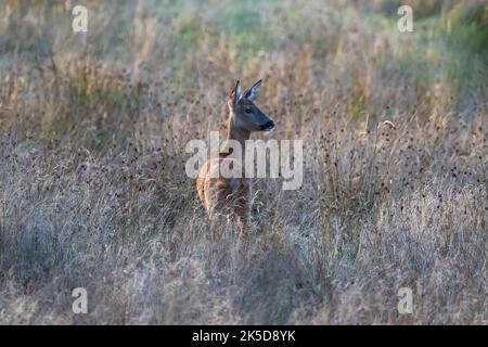 Capriolo europeo (Doe) -Capreolus capreolus. Dorset Regno Unito Foto Stock