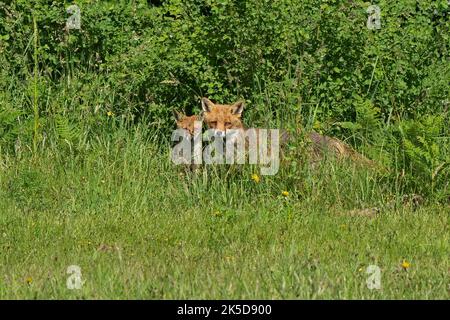 Volpe rossa-Vulpes vulpes madre e cucciolo. Foto Stock