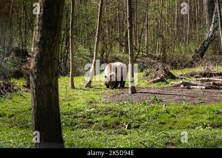 Orso bruno mangiare erba su un prato nei boschi. L'animale affamato è pacifico e si trova in un ambiente idilliaco in Europa. Foto Stock