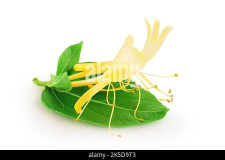 fiore di nido d'ape isolato su sfondo bianco con profondità di campo completa Foto Stock