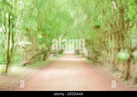 Viale di faggio di rame (Fagus sylvatica) in primavera, Zeeland, Paesi Bassi Foto Stock