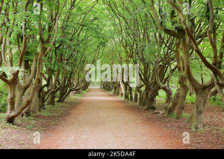 Viale di faggio di rame (Fagus sylvatica) in primavera, Zeeland, Paesi Bassi Foto Stock