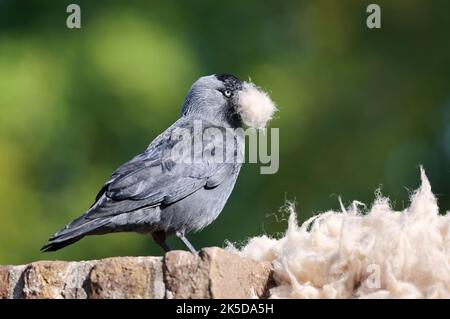 Jackdaw (Corvus monidula) con lana di pecora raccolta nel suo becco, Zeeland, Paesi Bassi Foto Stock