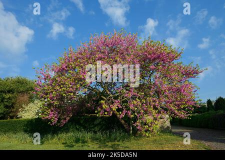 Albero di Giuda comune (Cercis siliquastrum) fioritura, Fiandre Occidentali, Belgio. Foto Stock