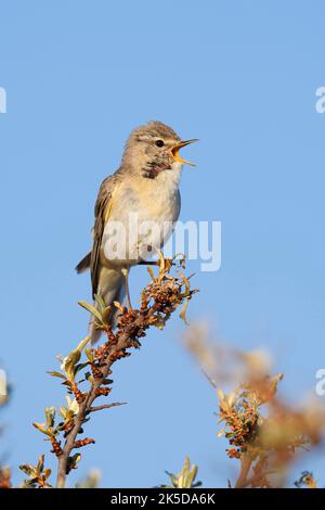 Willow Warbler (Phylloscopus trophilus), canto, Olanda del Nord, Paesi Bassi Foto Stock