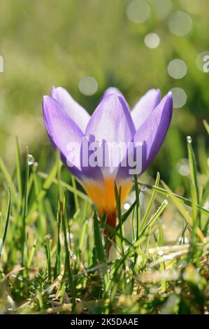 Sieber crocus o crocus greco nano (Crocus sieberi), Renania settentrionale-Vestfalia, Germania Foto Stock