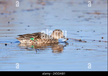 Teal (Anas crecca), femmina, Renania settentrionale-Vestfalia, Germania Foto Stock