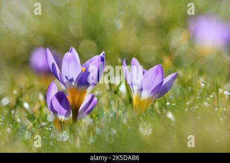 Sieber crocus o crocus greco nano (Crocus sieberi), Renania settentrionale-Vestfalia, Germania Foto Stock