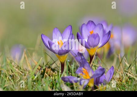 Sieber crocus o crocus greco nano (Crocus sieberi), Renania settentrionale-Vestfalia, Germania Foto Stock