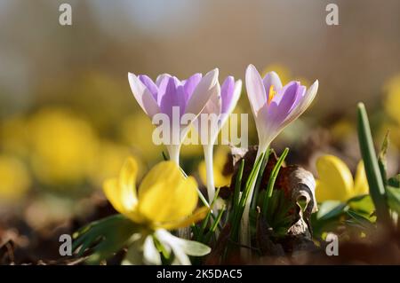 Crocus (Crocus spec.), Renania settentrionale-Vestfalia, Germania Foto Stock