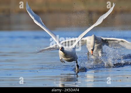 Cigno muto (Cygnus olor), partenza, Nord Reno-Westfalia, Germania Foto Stock