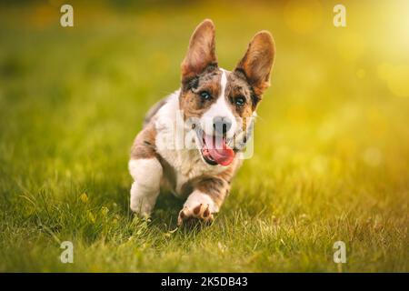 Buon cucciolo di cane corgi gallese che corre sull'erba all'aperto al tramonto Foto Stock