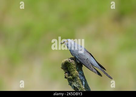 Cucù, Cuculus canorus, arroccato su un ramo coperto di lichene Foto Stock