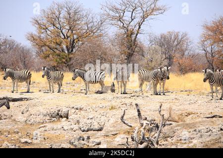 Mandria di Zebra su un piccolo affioramento con un fondo naturale di cespuglio nel parco nazionale di Etosha, Namibia Foto Stock