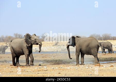 Giovani elefanti in una buca d'acqua - con le orecchie che sbatte e il tronco che si scambiano. Parco Nazionale di Etosha, namibia, Africa Meridionale Foto Stock