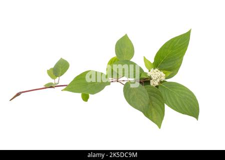 Ramo di Cornus alba con foglie verdi e fiori isolati su sfondo bianco. Vista estiva. Foto Stock