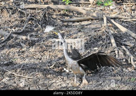 241 Darter Australasiano con pesce grunter bandito scottato nel suo conto e prepararlo a inghiottire-acqua gialla Billabong. Kakadu-Australia. Foto Stock