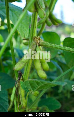 Soia crescente nel campo Foto Stock