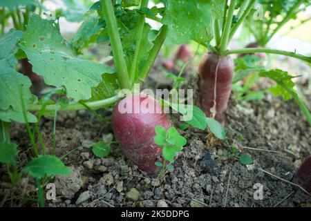 Il viola irradia nel campo. Era a settembre. Foto Stock