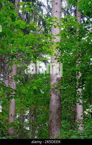 Foresta decidua nel sud-est del Michigan con querce e acero. Foto Stock
