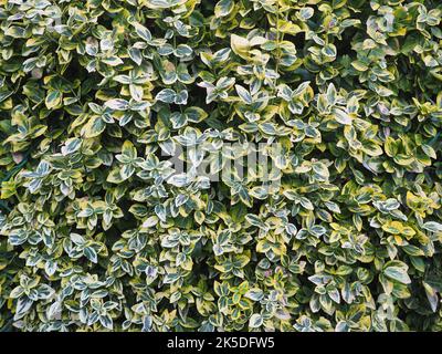 Euonymus Fortunei Smeraldo e Oro - Euonymus della Fortuna Foto Stock