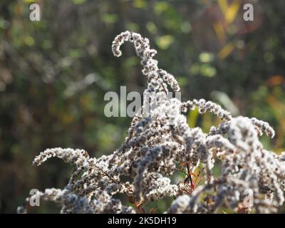 Golf secco in autunno Foto Stock