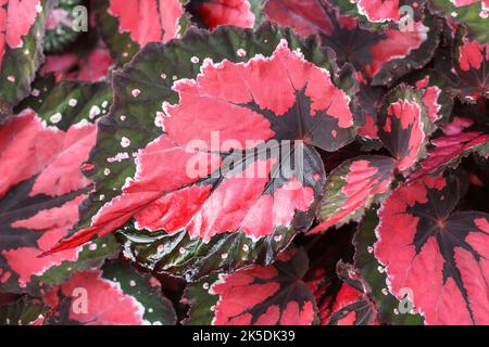 Begonia 'Hilo Holiday' lascia. Foto Stock