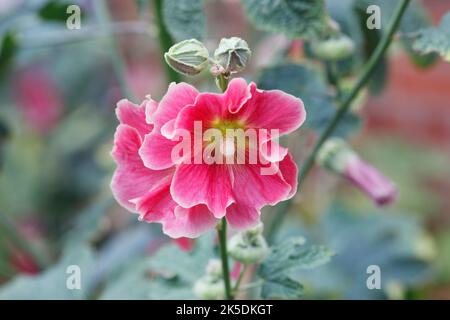 Alcea rosea. Rosa hollyhock. Foto Stock