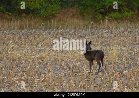 capriolo nero su un campo raccolto Foto Stock