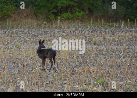 capriolo nero su un campo raccolto Foto Stock