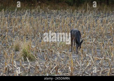 capriolo nero su un campo raccolto Foto Stock