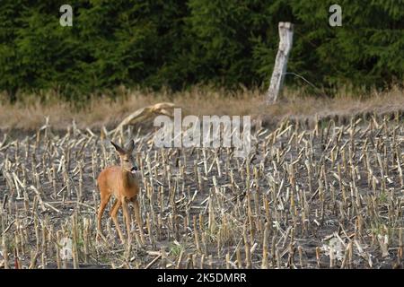 capriolo su un campo di mais raccolto Foto Stock