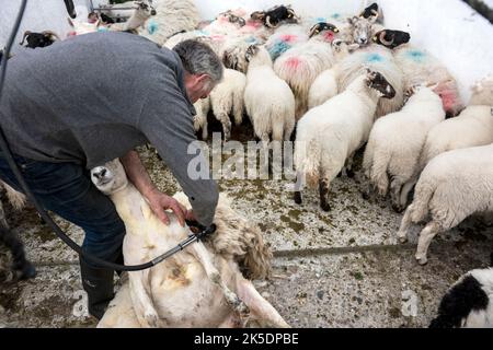 Una tagliatrice taglia le pecore di un allevatore di ovini locale in Irlanda. Foto Stock