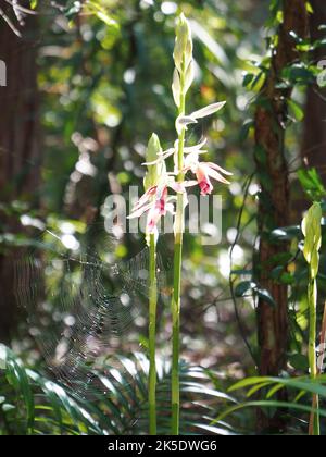 Palude Orchidee e ragni ragnatela tra gli alberi, scintillante e luminoso alla luce del sole, il giardino australiano della macchia costiera Foto Stock