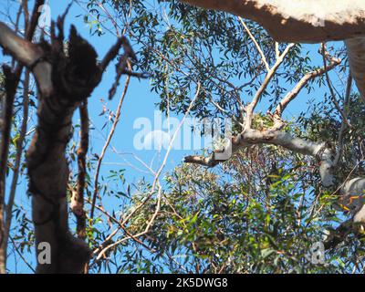 Natura, Una luna di giorno nel cielo blu che guarda attraverso il baldacchino di tra le foglie di Eucalyptus Gum Tree, Australia Foto Stock