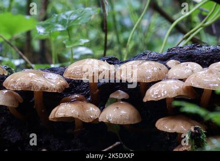 Armillaria novae-zelandiae è una specie di batterio appartenente alla famiglia delle Physalacriaceae. Questa specie patogena vegetale è una delle tre specie di Armillaria identificate in Nuova Zelanda (le altre sono A. limonea e A. hinnulea). I funghi nel genere Armillaria hanno una vasta gamma di ospiti e possono causare malattie su una varietà di specie di alberi in tutta la Nuova Zelanda; particolarmente in piantagioni, giardini domestici, e parchi. novae-zelandiae si presenta nelle foreste indigene come un fungo di decadimento degli alberi morti, delle parotite e dei ceppi?Credit: BSpragg Foto Stock