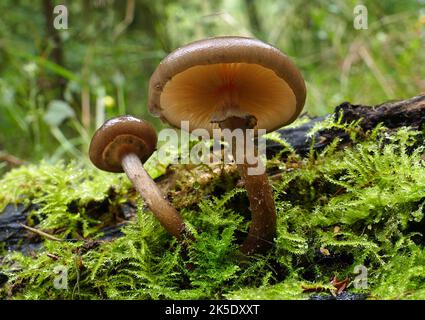 Armillaria è un genere di funghi che comprende le specie di A. mélea note come funghi del miele che vivono su alberi e arbusti legnosi. Comprende circa 10 specie precedentemente classificate sommariamente come A. mellea. Gli Armillarias sono di lunga durata e costituiscono i più grandi fungiari viventi del mondo. Il più grande organismo conosciuto (della specie Armillaria ostoyae) copre più di 3,4 miglia quadrate (8,8 chilometri quadrati). Fotografato in Nuova Zelanda? Credito: BSpragg Foto Stock