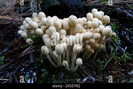 Coprinellus divaratus (in precedenza Coprinus divaratus; comunemente noto come "fairy inkcap" o "troping crumble cap") è una specie di fungo agarico della famiglia delle Psathyrellaceae. A differenza della maggior parte degli altri funghi coprinoidi, C. dissematus non si dissolve in inchiostro nero (deliquesce) in maturità. La specie è stata data il suo nome attuale nel 1939 da Jakob Emanuel Lange. Coprinellus dissematus ha circa 143 sessi (tipi di accoppiamento). La specie è non velenosa. ?Credit: BSpragg Foto Stock